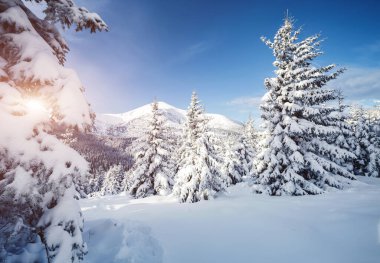 Güneş ışığıyla parlayan çiçeklerin sihirli görüntüsü. Soğuk bir gün, muhteşem bir kış manzarası. Ukrayna, Avrupa 'daki Karpatlar Milli Parkı' nda. İklim değişikliği. Güzel duvar kağıdı. Mutlu yıllar! Güzellik dünyası.