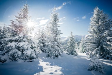 Çam ağacının manzaralı görüntüsü. Soğuk bir gün, sakin bir kış sahnesi. Karpatlar 'ın yeri, Ukrayna Avrupa. Kayak merkezi. Vahşi bölgenin harika bir resmi. Toprağın güzelliğini keşfedin. Turizm konsepti. Mutlu yıllar.!