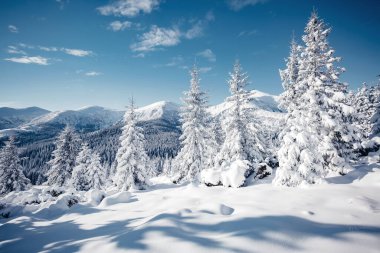 Güneş ışığıyla parlayan çiçeklerin sihirli görüntüsü. Soğuk bir gün, muhteşem bir kış manzarası. Ukrayna, Avrupa 'daki Karpatlar Milli Parkı' nda. İklim değişikliği. Güzel duvar kağıdı. Mutlu yıllar! Güzellik dünyası.