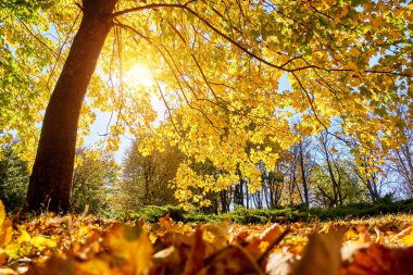 Sıcak ışıkta sihirli ağaçların alt görüntüsü. Yeri Ukrayna, Avrupa. Cennet gibi sonbahar havasının manzarası. Nefes kesici duvar kağıdı. Görkemli ve muhteşem bir gün. Toprağın güzelliğini keşfedin.