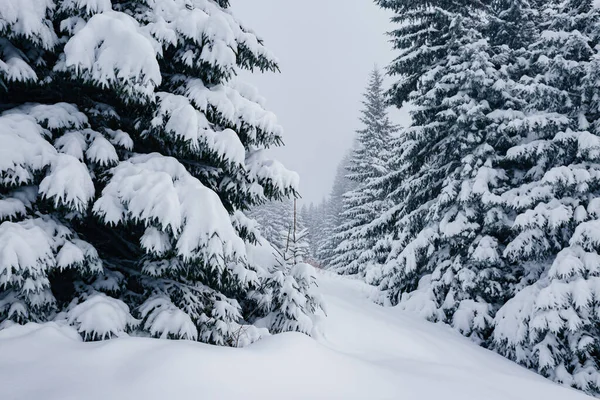 Çam ağacının manzaralı görüntüsü. Soğuk bir gün, sakin bir kış sahnesi. Karpatlar 'ın yeri, Ukrayna, Avrupa. Kayak merkezi. Vahşi bölgenin harika bir resmi. Toprağın güzelliğini keşfedin. Mavi tonlama. Mutlu yıllar.! 