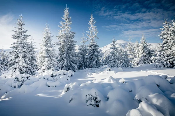 Güneş ışığıyla parlayan çiçeklerin sihirli görüntüsü. Soğuk bir gün, muhteşem bir kış manzarası. Ukrayna, Avrupa 'daki Karpatlar Milli Parkı' nda. İklim değişikliği. Güzel duvar kağıdı. Mutlu yıllar! Güzellik dünyası.