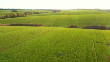 Yeşil dalgalanan tarımın muhteşem bir görüntüsü. UHD 4k video ile çekildi.