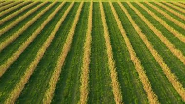 Yeşil sıra kuşüzümü çalılarının güneş ışığındaki hava görüntüleri. UHD 4k video ile çekildi.