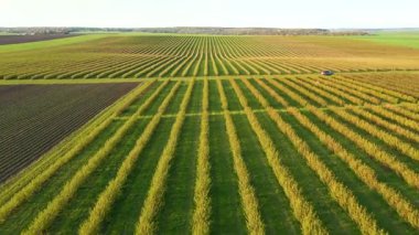 Yeşil sıra kuşüzümü çalılarının güneş ışığındaki hava görüntüleri. UHD 4k video ile çekildi.