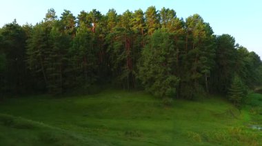 Sabahları kozalaklı yeşil ormanın muhteşem hava görüntüleri. UHD 4k video ile çekildi.