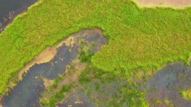 Bataklık nehrinin kuş bakışı görüntüsü göz kamaştırıcı. UHD 4k video ile çekildi.