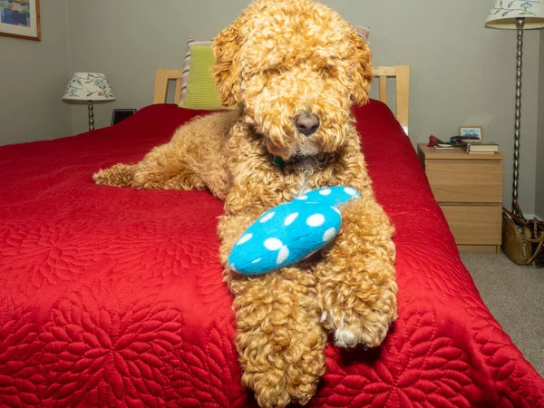 Australian Labradoodle Mix Labrador Retriever Poodle Cocker Spaniel — Stock Photo, Image