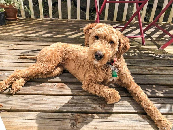 Australian Labradoodle Una Mezcla Entre Labrador Retriever Poodle Cocker Spaniel — Foto de Stock