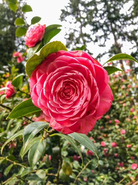 Japanese Camellia Camellia Japonica One Best Known Species Genus Camellia — Stock Photo, Image