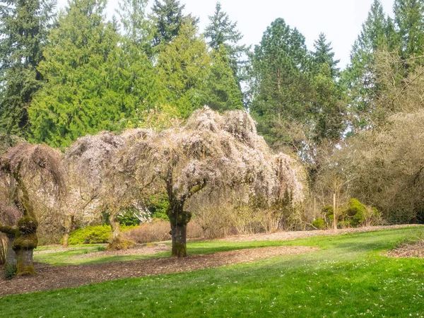 Wiśnia Japońska Prunus Serrulata Horinji Gatunek Wiśni Pochodzący Chin Japonii — Zdjęcie stockowe