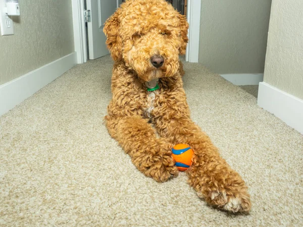 澳大利亚拉布拉多犬 Australian Labradoodle 是拉布拉多猎犬 Labrador Retriever 狮子狗 Poodle 和可可犬 Cocker — 图库照片