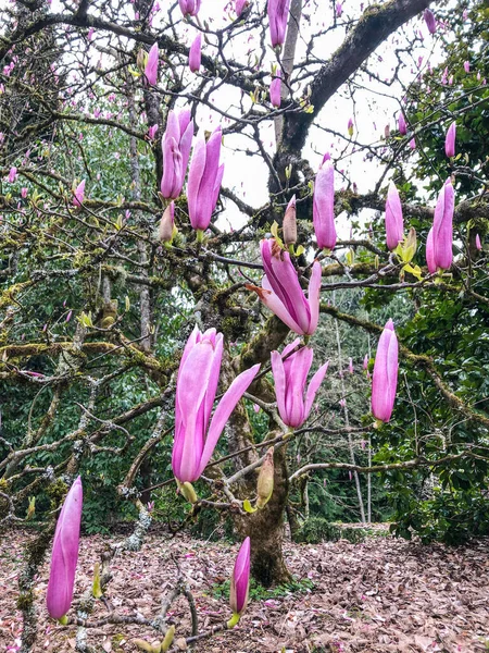 Gövde Manolyası Magnolia Soulangeana Magnolia Magnoliaceae Familyasından Bir Manolya Bitkisidir — Stok fotoğraf