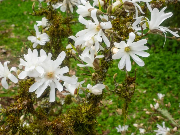 Hvězdná Magnólie Magnolia Stellata Pomalu Rostoucí Keř Nebo Malý Strom — Stock fotografie