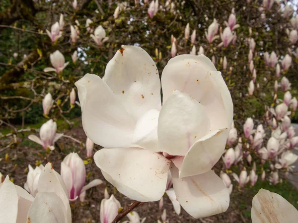 Talířová Magnólie Magnolia Soulangeana Hybridní Rostlina Rodu Magnolia Čeledi Magnoliaceae — Stock fotografie