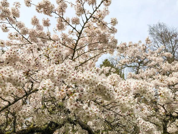 Yoshino Ciliegia Prunus Yedoensis Una Ciliegia Ibrida Tra Prunus Speciosa — Foto Stock