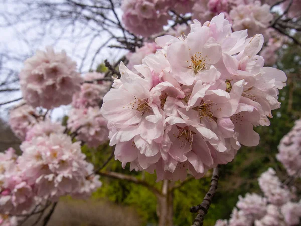 Cereza Yoshino Prunus Yedoensis Una Cereza Híbrida Entre Prunus Speciosa — Foto de Stock