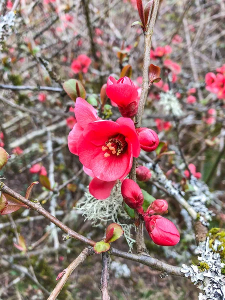 Quince Cydonia Oblonga Het Enige Lid Van Het Geslacht Cydonia — Stockfoto