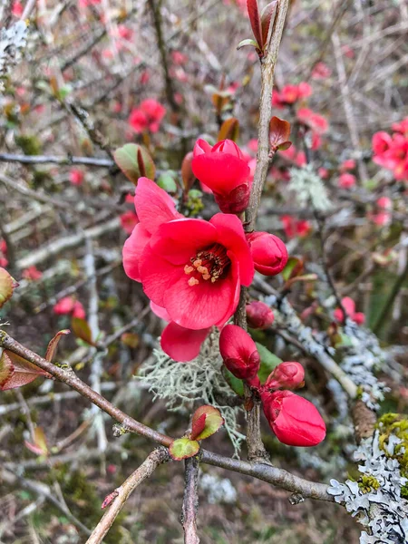 Quince (Cydonia oblonga) is the sole member of the genus Cydonia in the family Rosaceae (which also contains apples and pears, among other fruits). It is a deciduous tree that bears a pome fruit, similar in appearance to a pear, and bright golden-yel