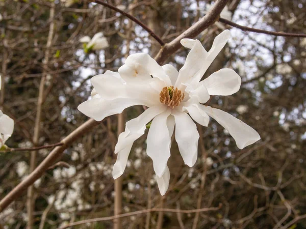 Yıldız Manolyası Magnolia Stellata Japonya Yetişen Yavaş Büyüyen Bir Ağaç — Stok fotoğraf