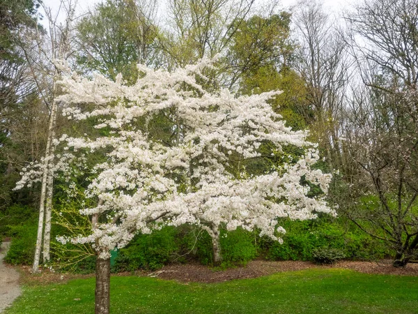 Ciliegia Yoshino Prunus Yedoensis Una Ciliegia Ibrida Tra Prunus Speciosa — Foto Stock