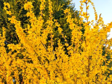 Sınır ağacı (Forsythia intermedia), bahçe kökenli süslemeli yaprak döken bir çalılıktır.
