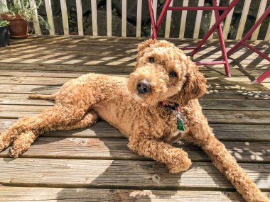 Avustralya Labradoodle, Labrador Retriever, Fino ve Cocker Spaniel 'in karışımıdır.