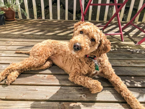 Australský Labradoodle Mix Labradorského Retrívra Pudla Kokršpaněla — Stock fotografie