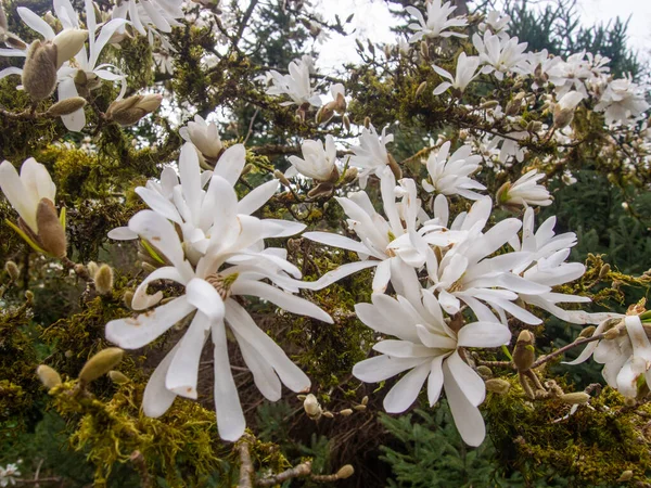 Sternmagnolie Magnolia Stellata Ist Ein Langsam Wachsender Strauch Oder Kleiner — Stockfoto