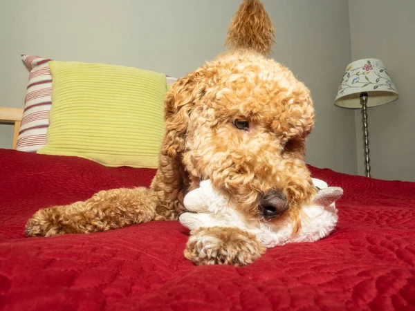 Australian Labradoodle Смесь Лабрадорского Ретривера Пуделя Кокер Спаниеля — стоковое фото