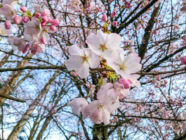 Cerise Japonaise Prunus Serrulata Est Une Espèce Cerisier Originaire Japon — Photo