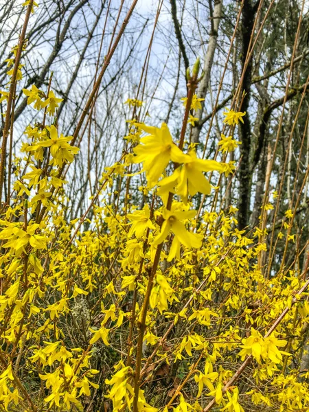 Forsythia Een Geslacht Uit Olijffamilie Oleaceae — Stockfoto