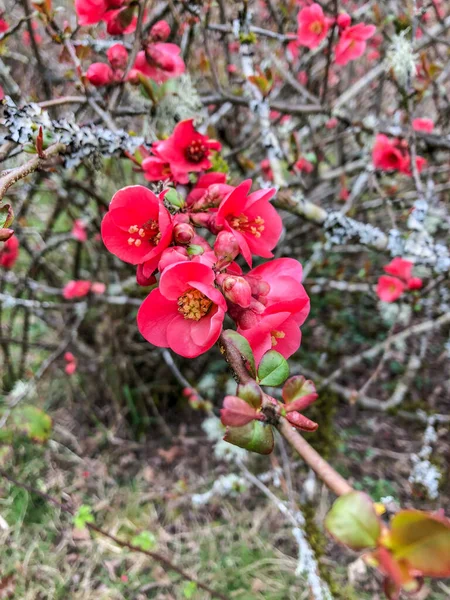 Birs Cydonia Oblonga Cydonia Nemzetség Egyetlen Tagja Rosaceae Családban Amely — Stock Fotó