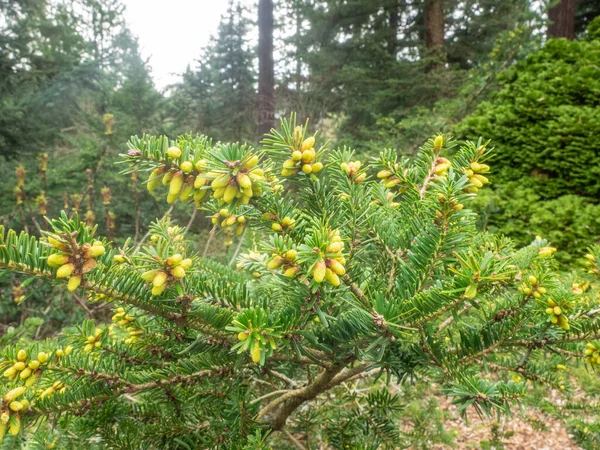 Pino Blanco Oriental Pinus Strobus Gran Pino Nativo Del Este —  Fotos de Stock