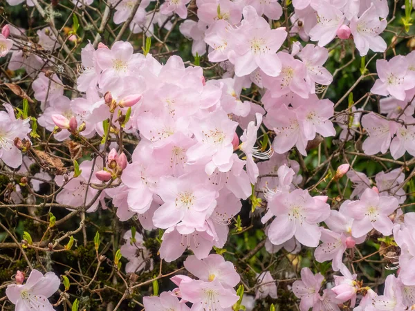 Rhododendron Schlippenbachii Una Especie Rododendro Península Corea Arbusto Sotobosque Dominante —  Fotos de Stock