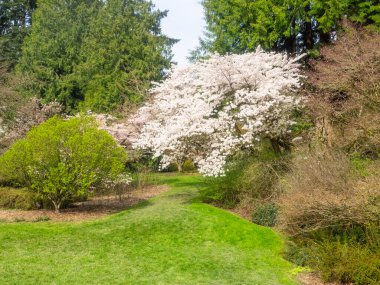 Yoshino cherry (Prunus yedoensis), Prunus speciosa (Oshima zakura) ile Prunus pendula f. ascendens (Edo higan) arasında bir melez kirazdır. Japonya 'da doğal ya da yapay bir melez olarak görülür. 