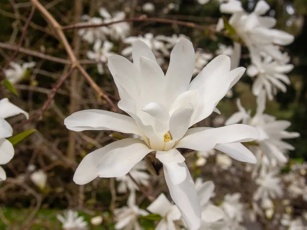 Yıldız Manolyası Magnolia Stellata Japonya Yetişen Yavaş Büyüyen Bir Ağaç — Stok fotoğraf