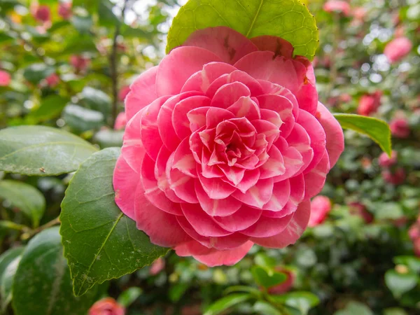 Camellia Japonica Uma Das Espécies Mais Conhecidas Gênero Camellia — Fotografia de Stock