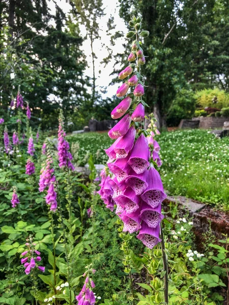 Digitalis Uzun Ömürlü Otçul Bitkilerin Çalıların Bienallerin Türü Arasında Bulunan — Stok fotoğraf