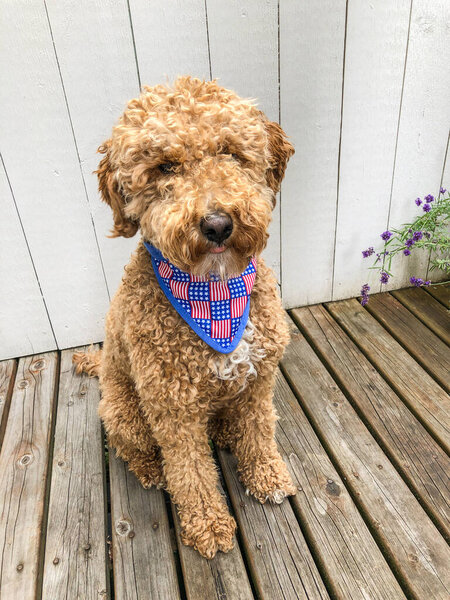Mocha Australian Labradoodle celebrates 4th of July.