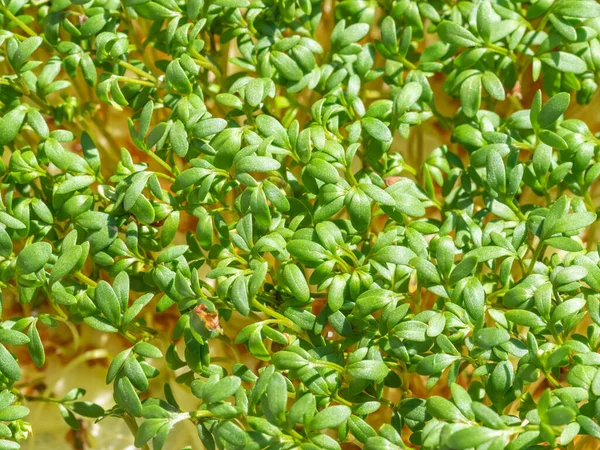 Garden Cress Lepidium Sativum Bitkisel Olarak Teresi Hardalla Ilişkili Hızlı — Stok fotoğraf