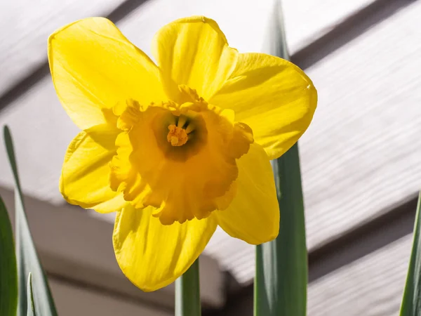 풍뎅이 Narcissus Pseudonarcissus 정원에서 재배되는 다년생 현화식물이다 — 스톡 사진