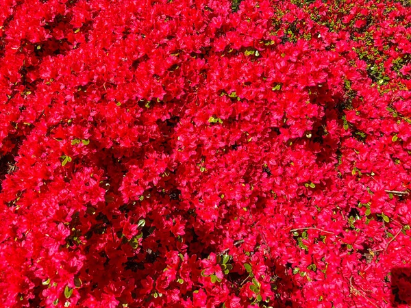 Azaleas Flowering Shrubs Genus Rhododendron Azaleas Bloom Spring Flowers Often — Stock Photo, Image