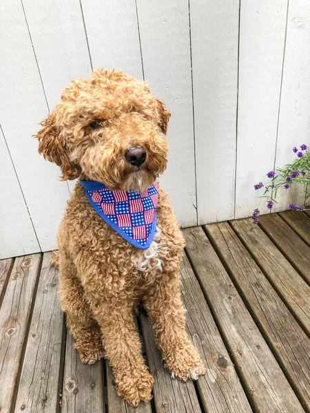 Mocha Australian Labradoodle Slaví Července — Stock fotografie