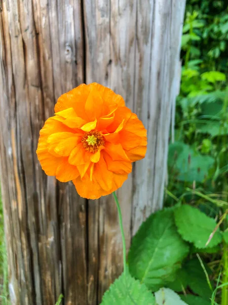 アヘンケシ Opium Poppy Papaver Somniferum アヘンとケシの種子が由来する植物種である — ストック写真