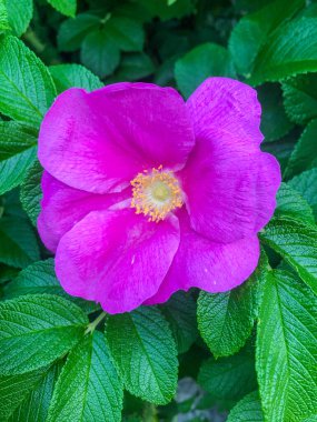 Woods 'un gülü (Rosa Woodsii) üç metreye kadar büyüyen bir çalılıktır. Çalılar geniş, yoğun çalılıklar oluşturabilir..