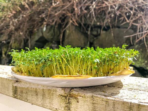 Garden cress (Lepidium sativum) is a fast-growing, edible herb that is botanically related to watercress and mustard, sharing their peppery, tangy flavor and aroma.