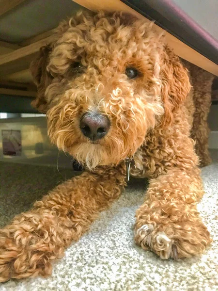 Australian Labradoodle Una Mezcla Entre Labrador Retriever Poodle Cocker Spaniel — Foto de Stock