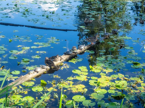 胡安尼塔湾公园主要是围绕华盛顿湖最后剩下的自然湿地之一的自然保护区 华尼塔湾公园拥有丰富的动植物群 并有福布斯河湿地 华尼塔海滩和华尼塔湾的景观 — 图库照片