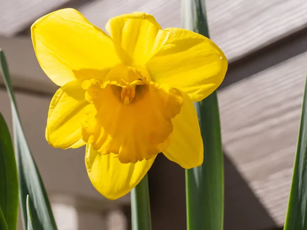 Lírio Quaresmal Narcissus Pseudonarcissus Uma Planta Com Flor Perene Que — Fotografia de Stock